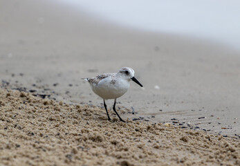 Sandpiper on beach in profile view close up seen in guatemala playa blanca