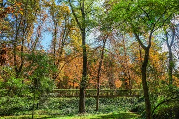 Autumn, forest, El Retiro Park, Madrid, Spain, Europe