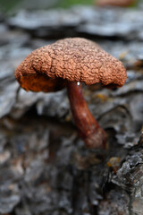 Dry Mushroom on Dead Tree Trunk