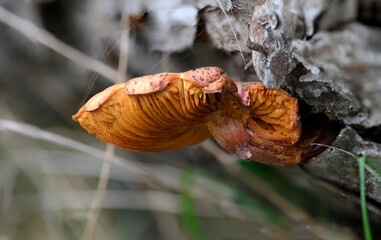 Gymnopilus Spectabilis Yellow-Gilled Mushroom on Tree Trunk