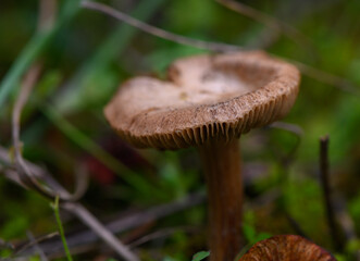 Fibrous Mushroom Growing in Grass on Mountain