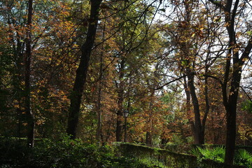 Autumn, forest, El Retiro Park, Madrid, Spain, Europe