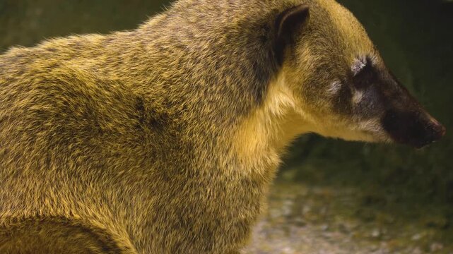Close up of a coati sitting on the ground and looking around on a cloudy spring day
