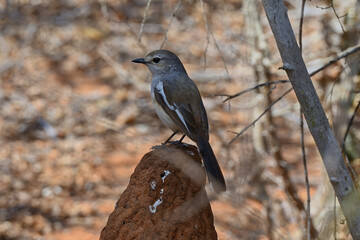 Female magpie robin bird on termite mound.
