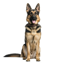 Majestic German Shepherd dog sitting on a white background, looking directly at the camera with an alert and expressive face, wearing a brown leather collar.