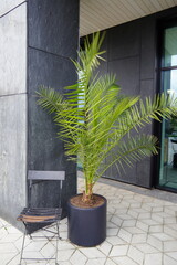 Modern building entrance with a potted palm tree and a chair on a patterned stone floor