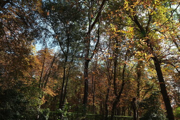 Autumn, forest, El Retiro Park, Madrid, Spain, Europe