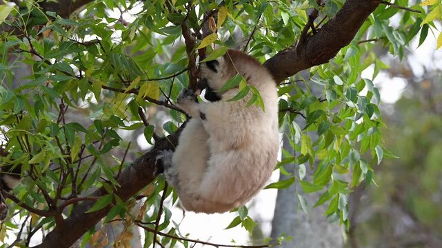 Verreauxs sifakas eating tree bark.