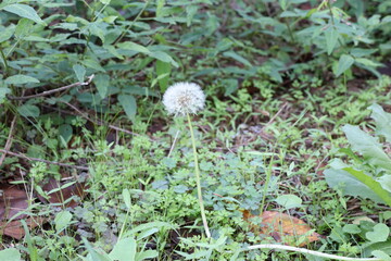 タンポポの綿毛がある風景