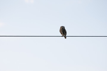 Little owl perching on power line against clear sky