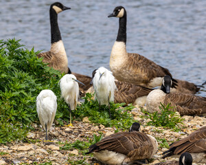 Canadian geese and little egrets share an island in a lake.