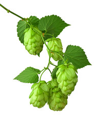 branches of hops with leaves. hops plant on transparent, png. green hops cones. Beer production ingredient. Brewing
