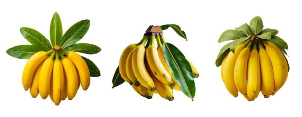 A bunch of ripe bananas with leaves isolated on a transparent background