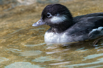 Bufflehead Duck (Bucephala albeola)