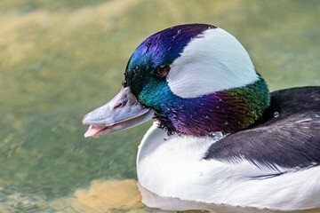 Bufflehead Duck (Bucephala albeola)