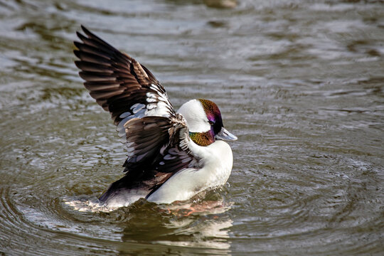 Bufflehead Duck (Bucephala albeola)