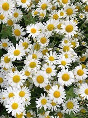 Fototapeta premium daisies on white background