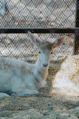 알비노 사슴, Albino deer, 백색 사슴, White deer, 