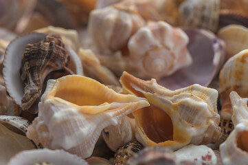 Seashells Collection Close-Up for Background