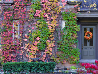 Vines on brick wall of house with beautiful fall colors
