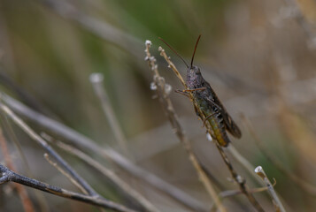 Green Grasshopper on Lush Meadow Grass