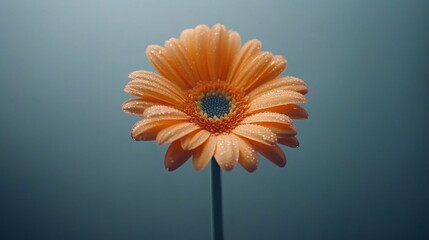 Close-up of a single, vibrant orange gerbera daisy with water droplets, in a soft focus studio setting.