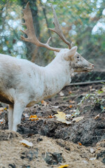 알비노 사슴, Albino deer, 백색 사슴, White deer, 