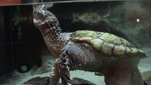 Snapping Turtle Swimming in Aquarium. Aquatic Reptile Swimming in Captivity. Video of a snapping turtle swimming and exploring its aquatic environment in captivity.