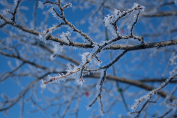 branches covered with hoarfrost