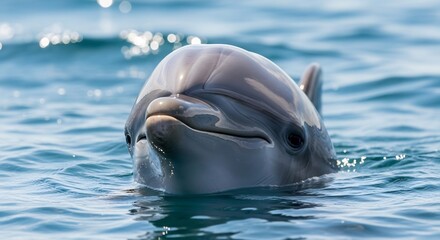 Smiling dolphin swimming in ocean. Perfect for marine conservation, marine biology, environmental education, or summer vacation marketing. Oceanic wildlife.