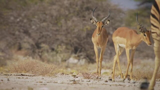 Black-faced impala Aepyceros melampus petersi is larger and darker subspecies of Impala or rooibok, medium-sized, slender-bodied antelope walk and drink around the water hole in dry savannah in Africa