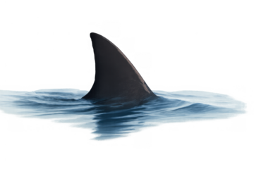 Shark fin cutting through ocean water with splash and ripple, showing lurking danger and predatory threat