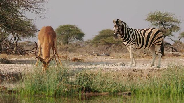 Black-faced impala Aepyceros melampus petersi is larger and darker subspecies of Impala or rooibok, medium-sized, slender-bodied antelope walk and drink around the water hole in dry savannah in Africa