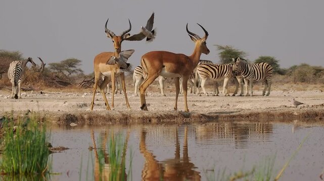Black-faced impala Aepyceros melampus petersi is larger and darker subspecies of Impala or rooibok, medium-sized, slender-bodied antelope walk and drink around the water hole in dry savannah in Africa