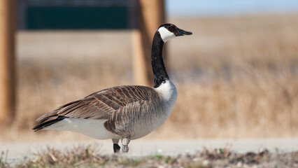 Canada Goose side profile