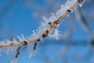 Hoar Frost on Branch in Winter