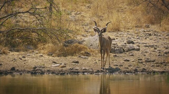 Greater Kudu - Tragelaphus strepsiceros woodland antelope found throughout eastern and southern Africa, narrow body with long legs, large horns with two and a half twists, drinking at waterhole.