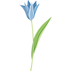 Single Delicate Blue Tulip Flower With Green Leaf and Stem Isolated on White Background Studio Shot