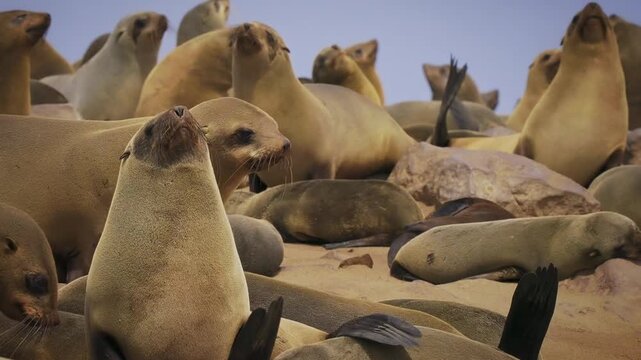 Cape fur or Afro-Australian fur seal Arctocephalus pusillus, marine mammal on the coast of Namibia, sea mammals and their life on the beach, baby and adults colony, lactating mother and sucking baby.