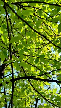 Green leaves in sunlight through tree branches. Bright green leaves and thin branches illuminated by sunlight. Spring atmosphere, fresh air, natural harmony.