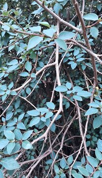 Intertwined branches with bluish leaves in natural light. Close-up of intertwined branches and bluish leaves of a shrub in soft daylight. Natural texture, forest background, cool tones.