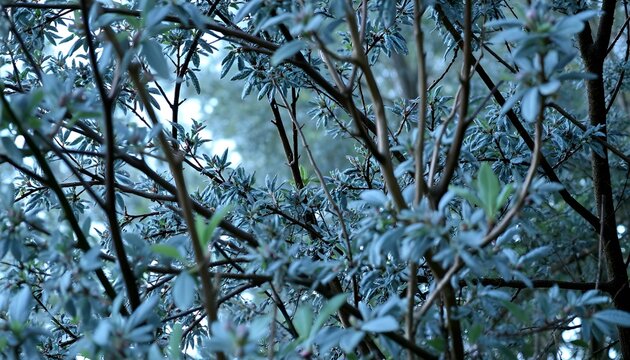 Shrub branches with bluish leaves in cool tones. Close-up of dense shrub branches with bluish leaves in a cool color palette. Natural background, morning light, forest atmosphere.