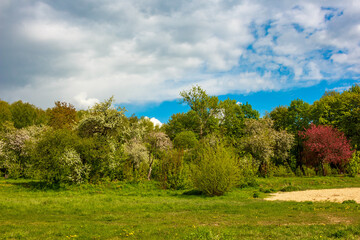 Vibrant spring scene with verdant meadow, blossom-laden trees in white and pink, beneath a partly cloudy azure sky. Nature's fresh beauty on display