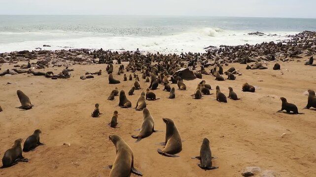 Cape fur or Afro-Australian fur seal Arctocephalus pusillus, marine mammal on the coast of Namibia, sea mammals and their life on the beach, baby and adults colony, lactating mother and sucking baby.