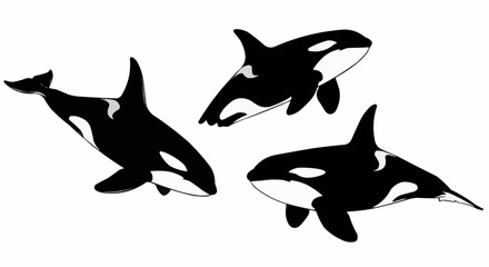 Obraz premium Three orcas in black and white swimming in different directions on a white background illustration