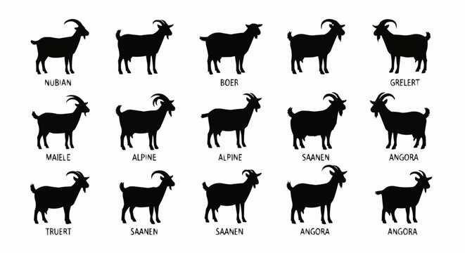 Illustration showing fifteen goat silhouettes of various breeds including nubian boer alpine and angora goats