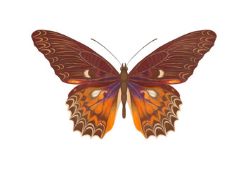 Watercolor butterfly Cethosia biblis with symmetrical open wings isolated on white background, detailed tropical insect, watercolor-style. Multicolor watercolor butterfly.