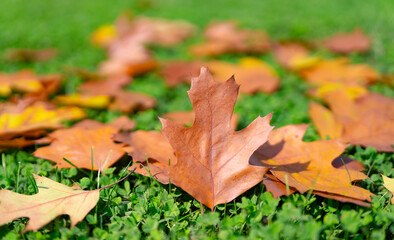 Autumn leaves fall on green grass. Maple foliage end of summer. Yellow and orange leaves on grass background. Autumn scene with colorful leaves. Golden fall leaves. Design for autumn. Bye summer