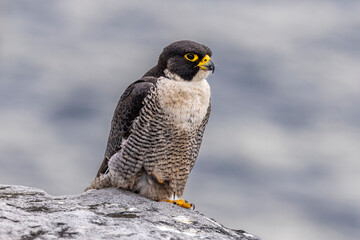 Male Australian Peregrine Falcon perched on rock outcrop