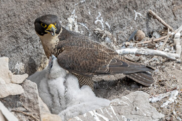 Australian Peregrine Falcon with chicks at nest